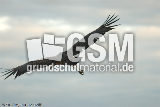 Marabu (6 von 33).jpg